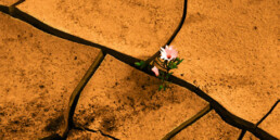 A flower peeking out of dry, parched earth.
