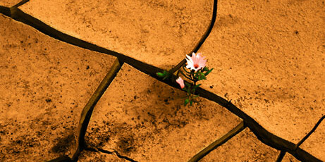 A flower peeking out of dry, parched earth.